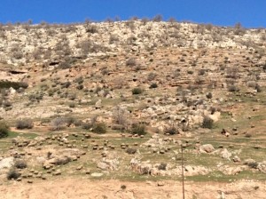 Fertile crescent hillside after 8,000 years of human intervention - note sheep still there