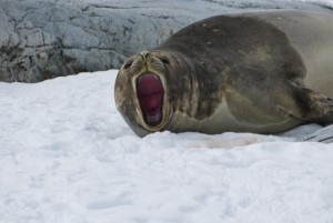 Seals can be expressive - this is my territory