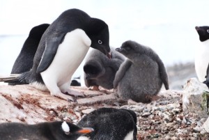 Penguins are alive and well if we do not mess up their food supply